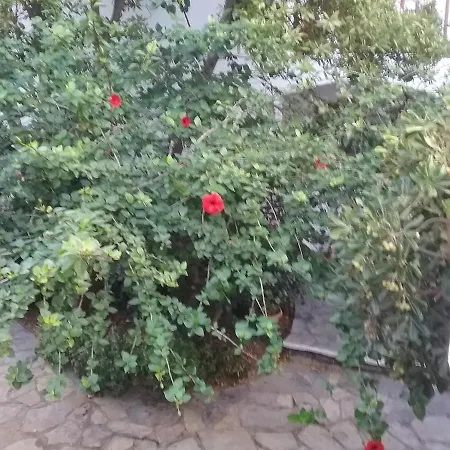 Ibiscus Down Town Location Myconos Megali Ammos (Mykonos)